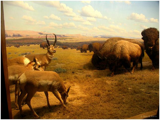 082 bisons en herten